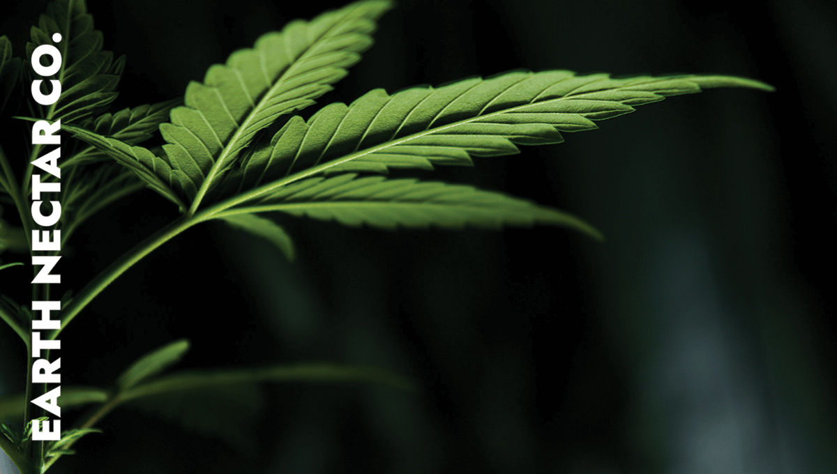 Cannabis leave with EarthNectar logo