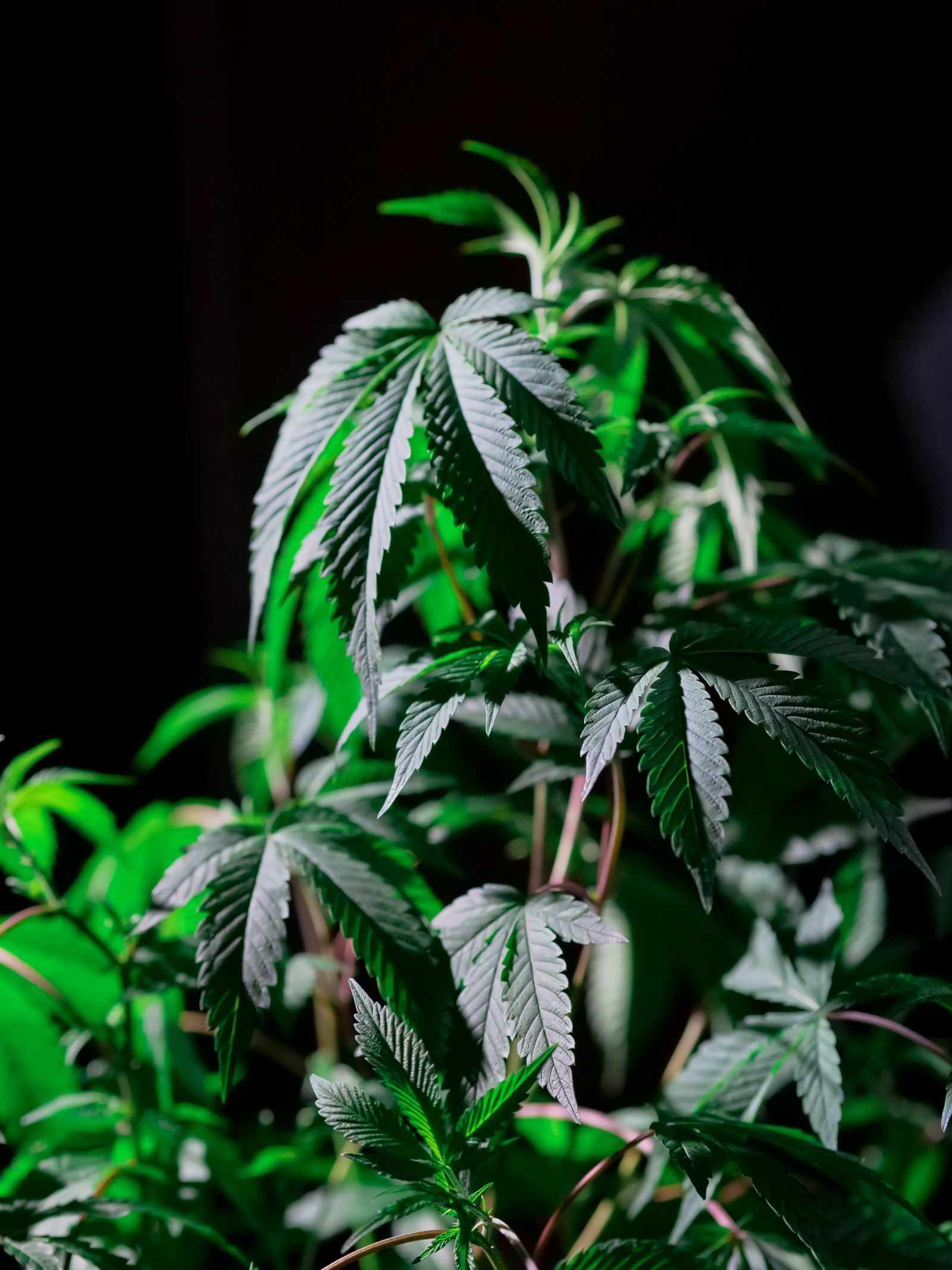 Close-up of green cannabis plants growing under dense foliage.